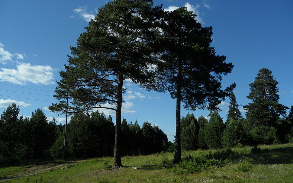 pine trees on field at daytime HD wallpaper